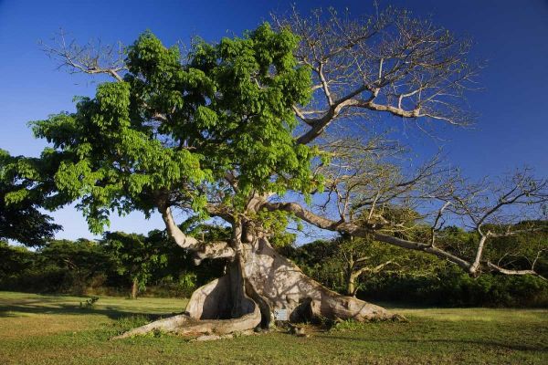 Caribbean, Puerto Rico, Vieques Silk cotton tree
